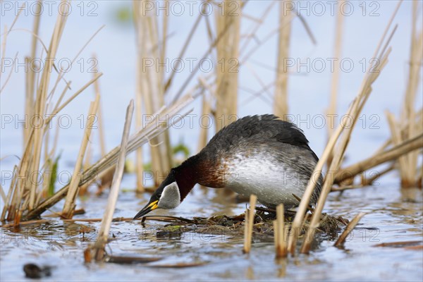 Red-necked Grebe