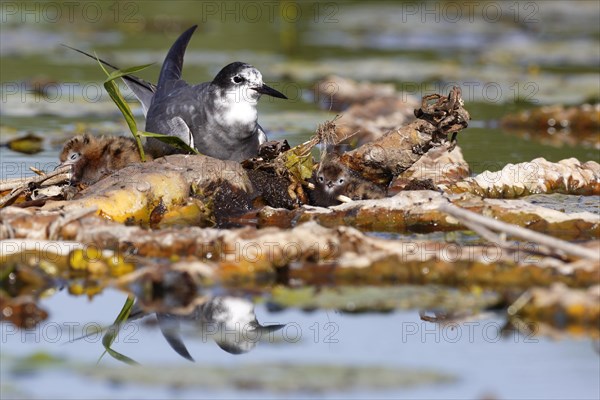 Black Tern