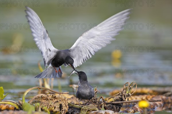 Black Tern