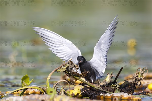 Black Tern