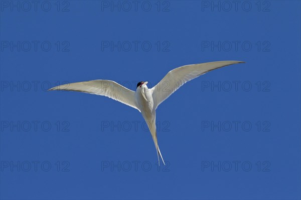 Arctic Tern