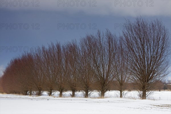 Row of pollarded white willows