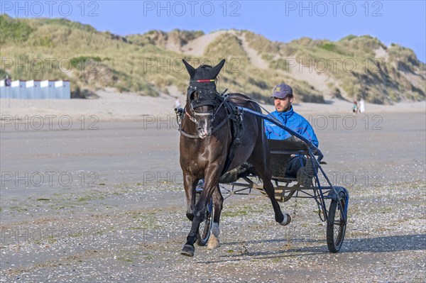 Harness racing horse trotting on the beach