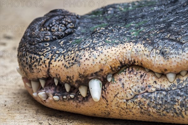 American alligator