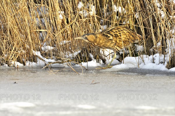 Eurasian Bittern