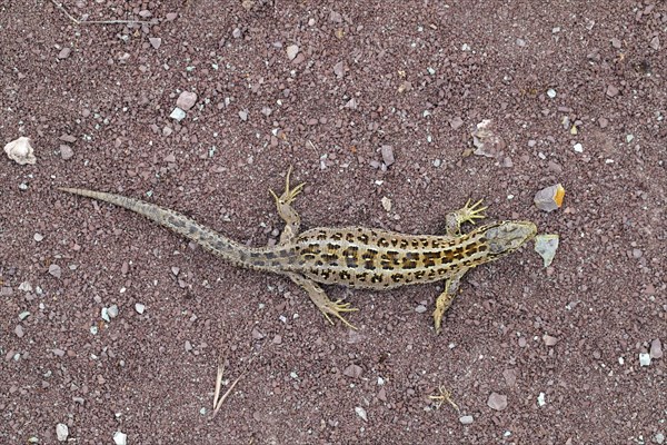 Sand lizard