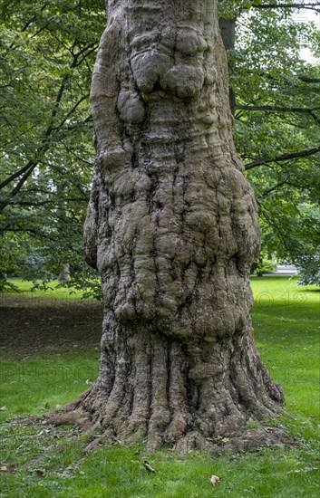 Tree trunk in a meadow in Luisenpark