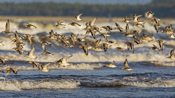 Dunlin