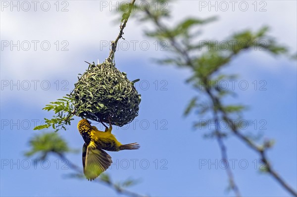 Southern masked weaver