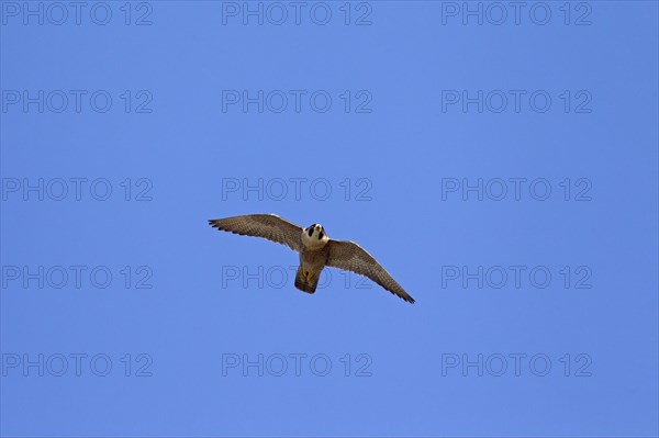 Peregrine Falcon