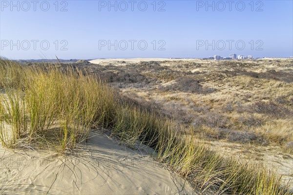 Marram grass