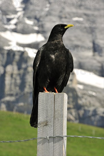 Alpine chough