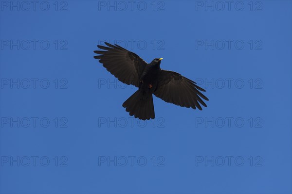 Alpine chough