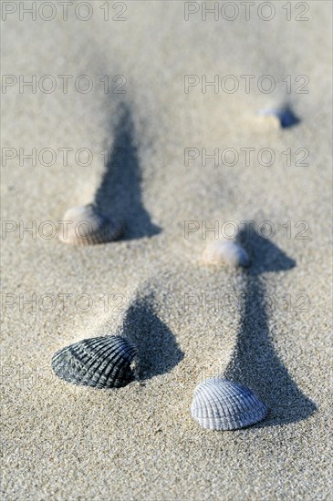 Shadows of sand ridges behind cockle shells