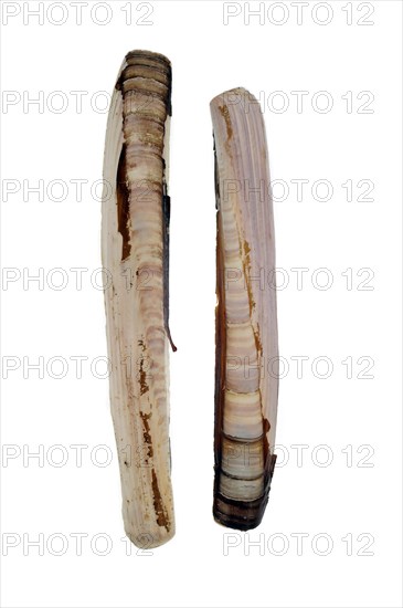 Razor shell