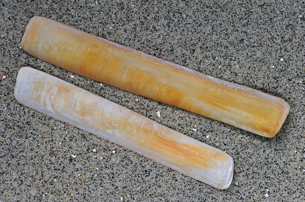 European razor clam