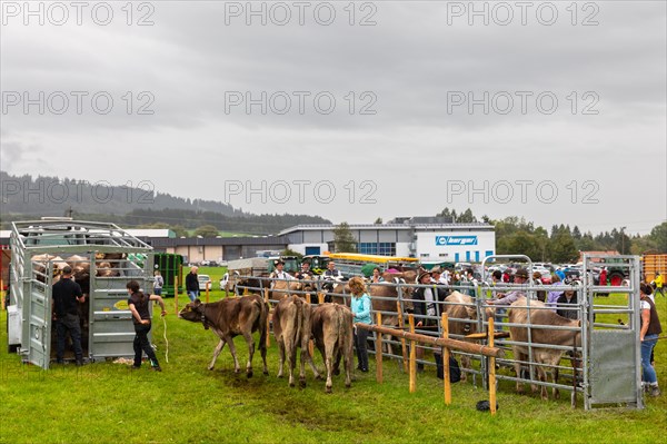 Alpine cattle on the Scheidwiese