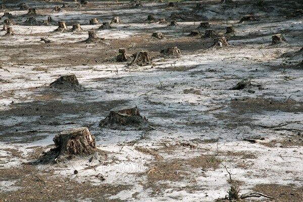 Deforestion of pine tree forest to restore heath landscape at the nature reserve De Liereman
