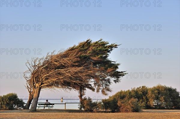 Windswept trees bent by coastal northern winds on the island Ile d'Oleron