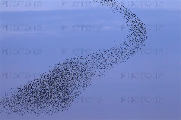 European starling