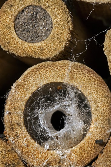 Hollow stem at insect hotel for solitary bees occupied by spider