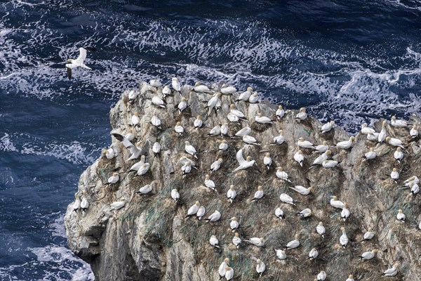 Northern gannets