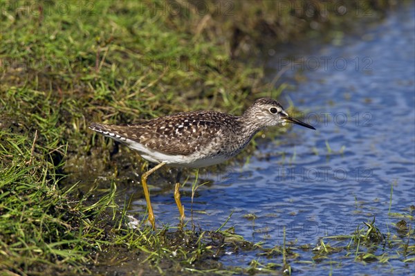 Wood Sandpiper