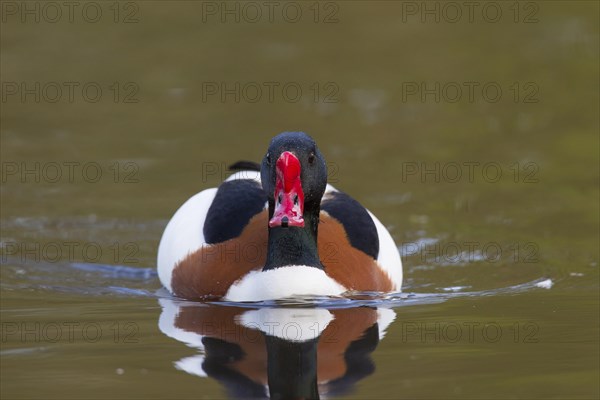 Common shelduck