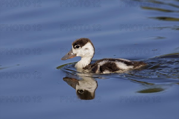 Common shelduck