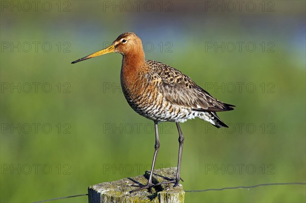 Black-tailed godwit