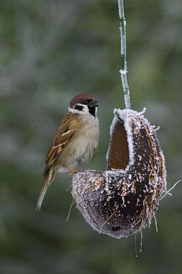 Eurasian tree sparrow