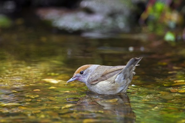 Eurasian blackcap