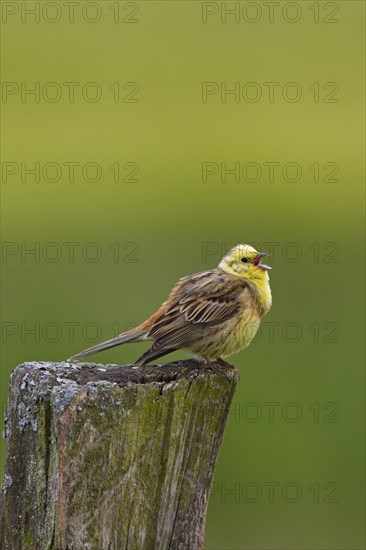 Yellowhammer