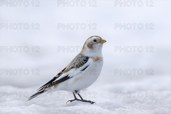 Snow bunting