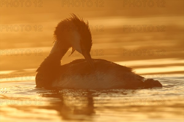 Great Crested Grebe