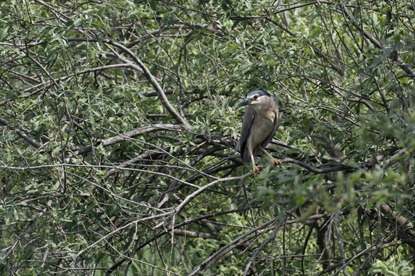 Black crowned night heron