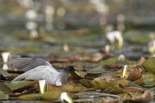 Black Tern