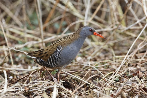 Water rail