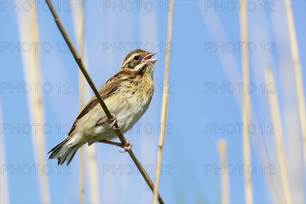 Reed bunting