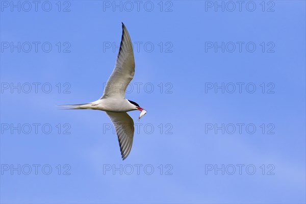 Arctic tern