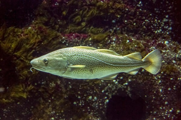 Atlantic cod