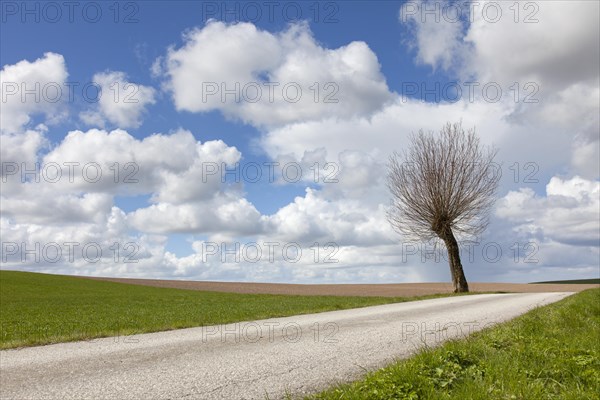 Lone pollard willow