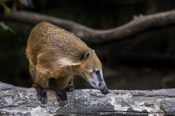 South American coati