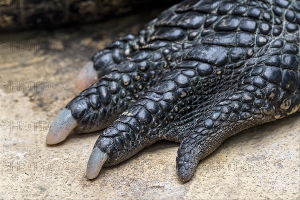 American alligator