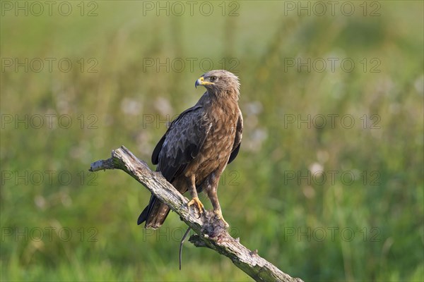 Lesser spotted eagle