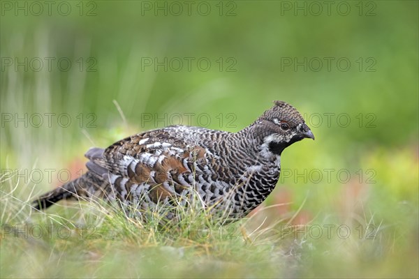 Hazel grouse