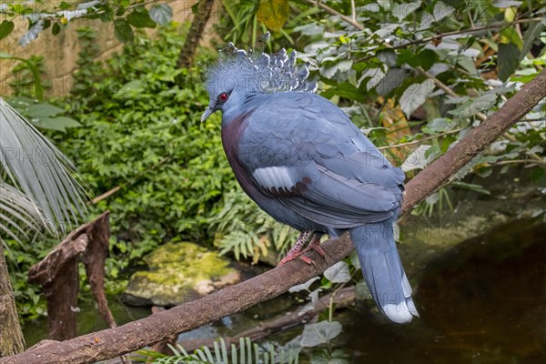 Western crowned pigeon