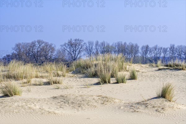 Marram grass