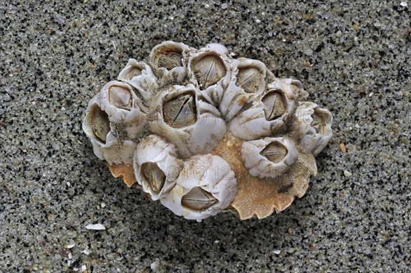 Acorn barnacles