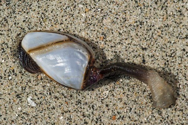 Common goose barnacles